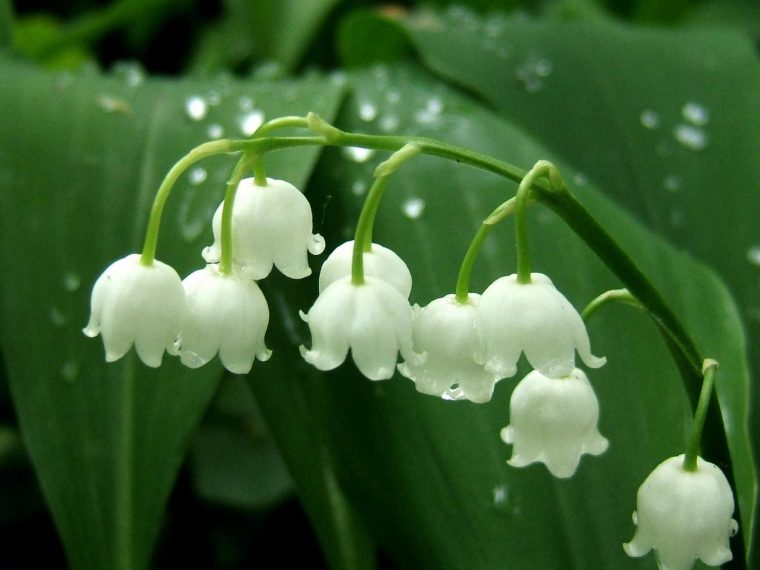 Culture Du Muguet Fleur – Agencement De Jardin Aux serapportantà Muguet Plantation