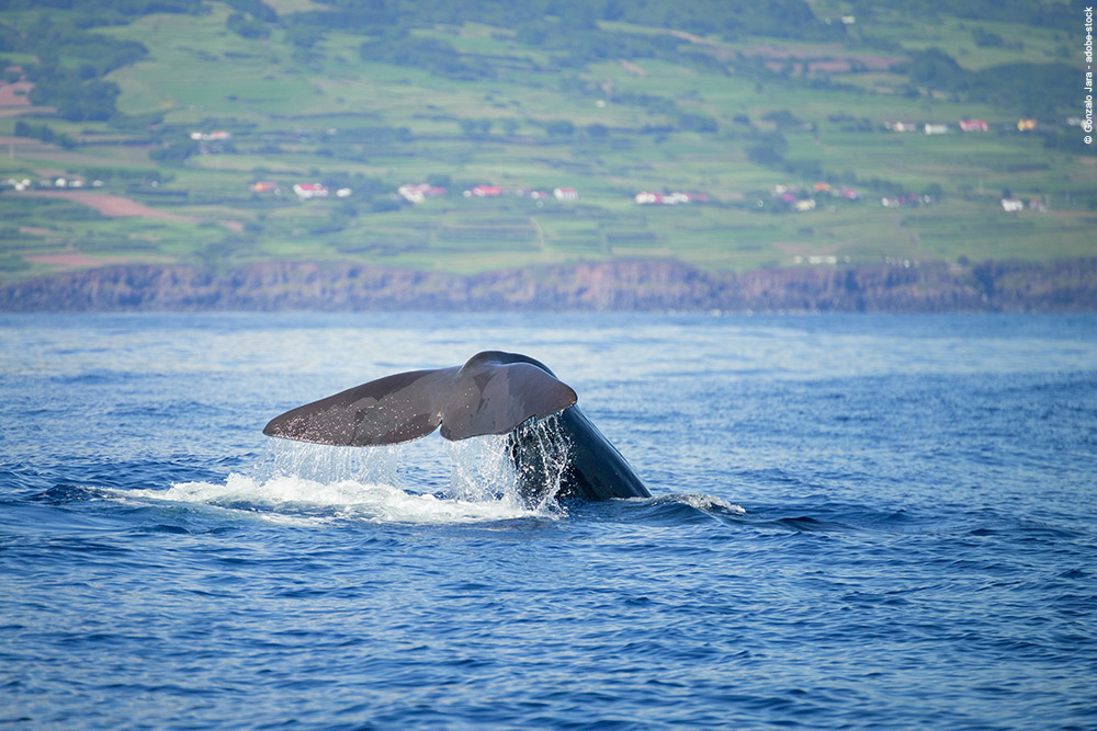 Culture Et Traditions Aux Açores dedans Cri Baleine