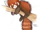 Cute Red Panda Illustration - Google Search  Panda Art dedans Panda Roux Dessin