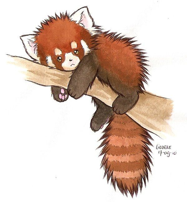 Cute Red Panda Illustration - Google Search  Panda Art dedans Panda Roux Dessin