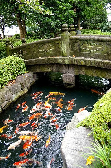 bassin de jardin japonais