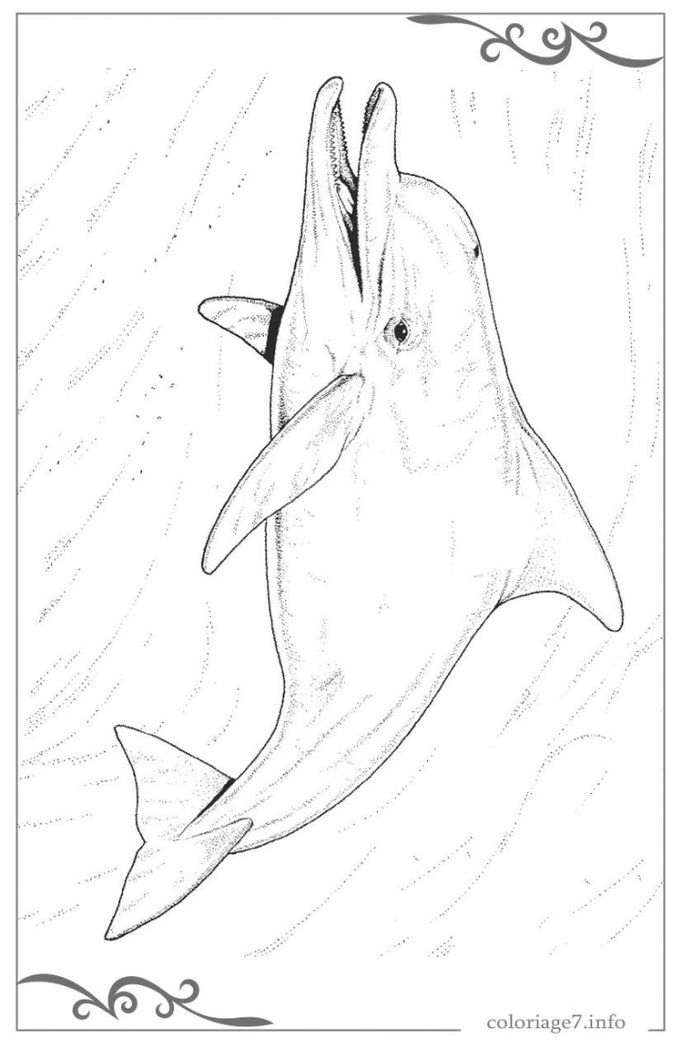 Dauphins Dessins Pour Colorier En Ligne Gratuits dedans Coloriage Dauphin En Ligne