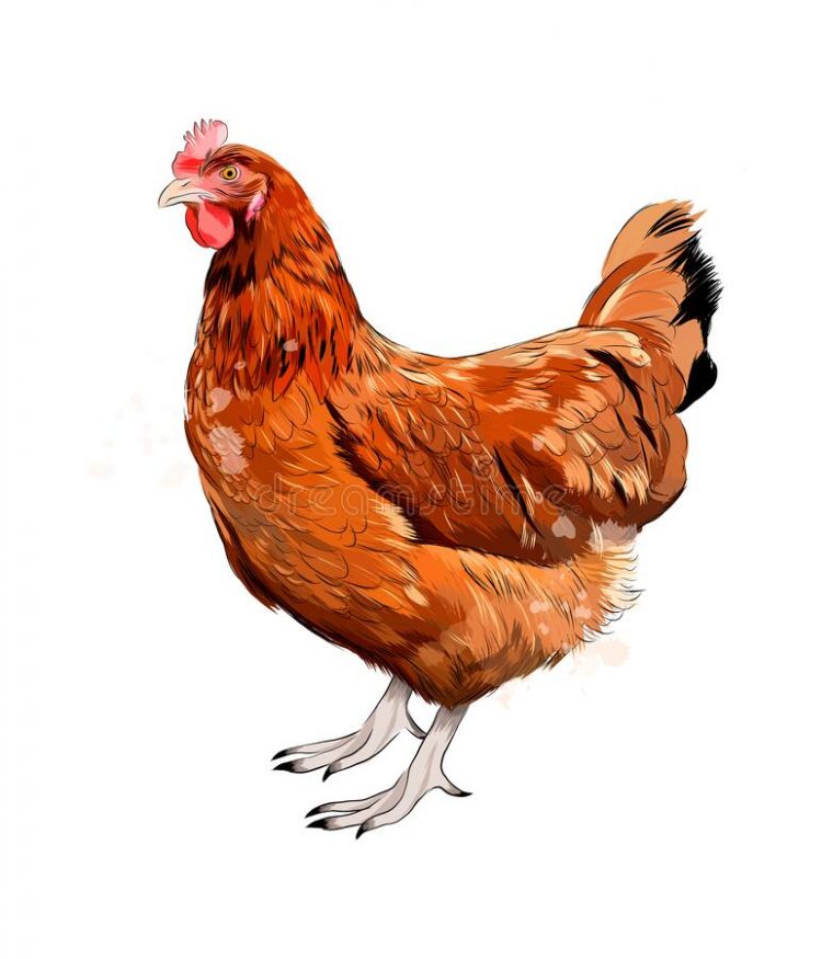 De Dessin Poule Stock Illustrations, Vecteurs, & Clipart à Dessin Poule