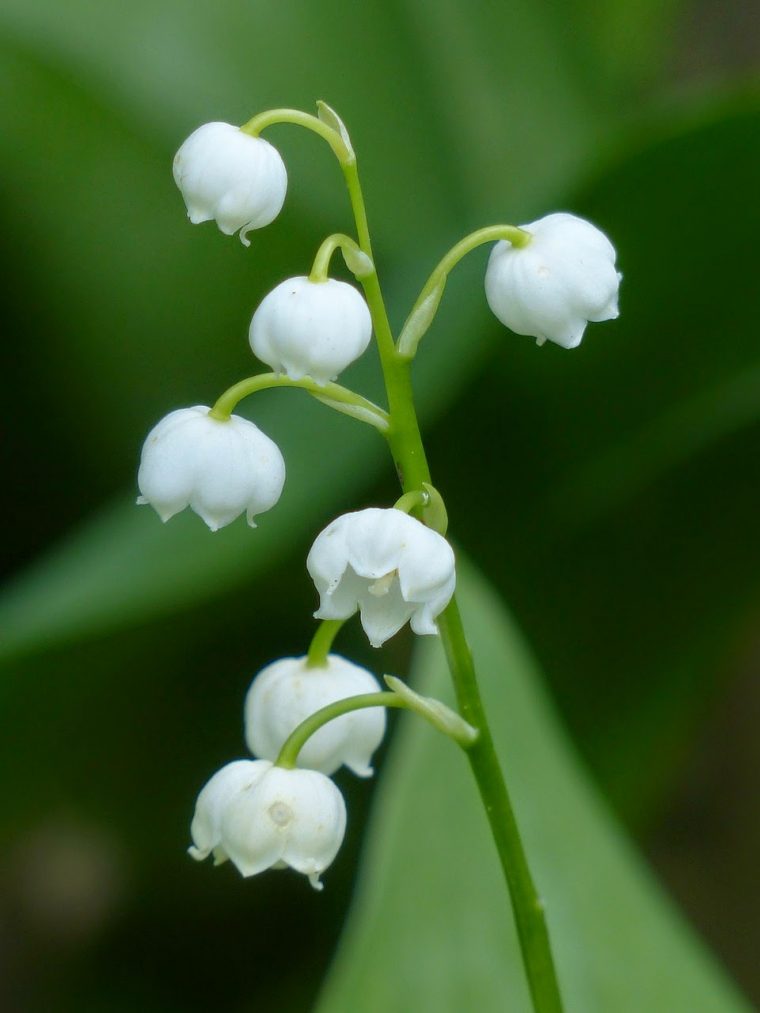 Déco, Bricolage, Loisirs Créatifs, Tutos Couture Et avec Fleurs De Muguet A Imprimer