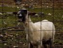 Des Moutons Qui Répondent En Choeur À Leur Idol tout Mouton Cri