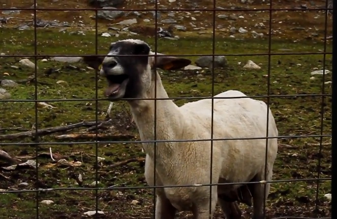 Des Moutons Qui Répondent En Choeur À Leur Idol tout Mouton Cri 