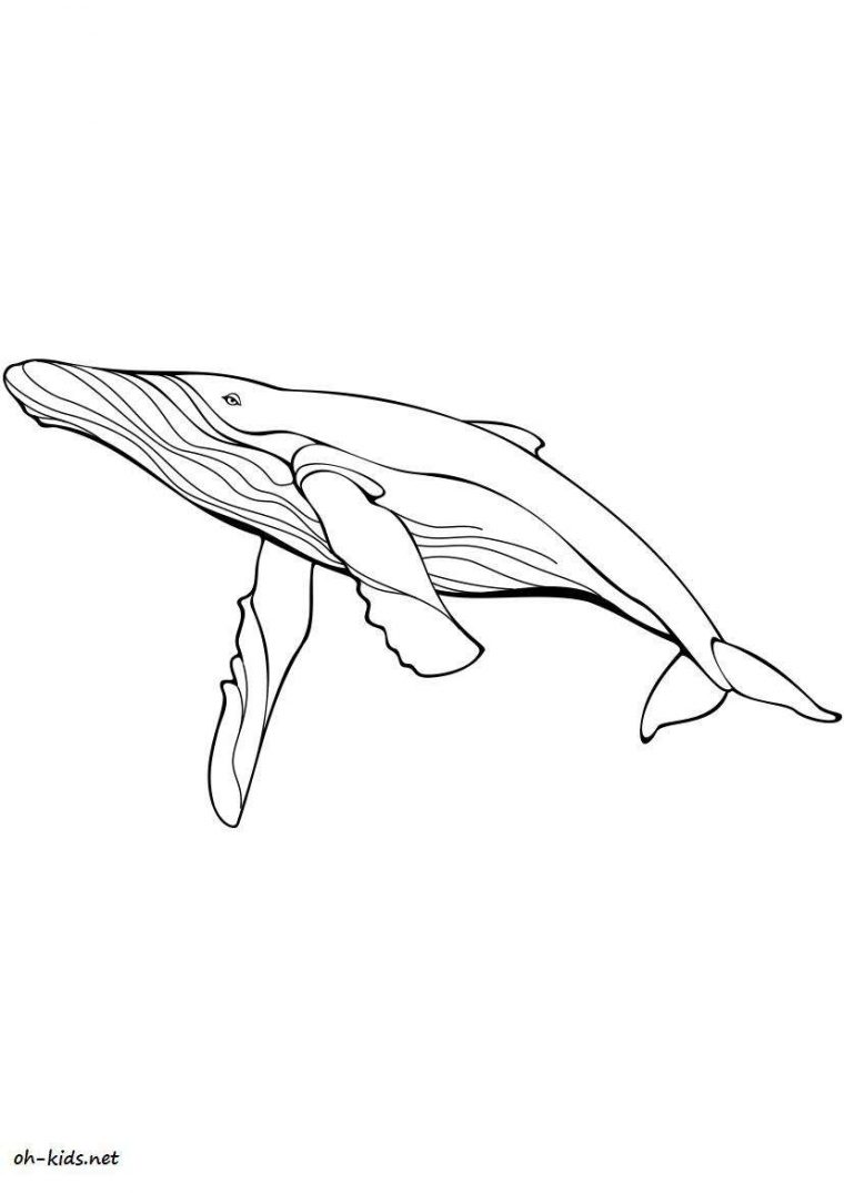 Dessin #15 – Coloriage Baleine À Imprimer – Oh-Kids destiné Coloriage Baleine