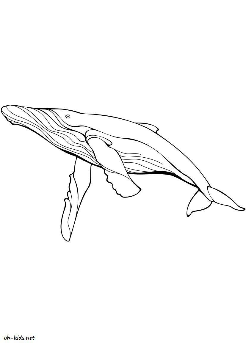 Dessin #15 - Coloriage Baleine À Imprimer - Oh-Kids destiné Coloriage Baleine