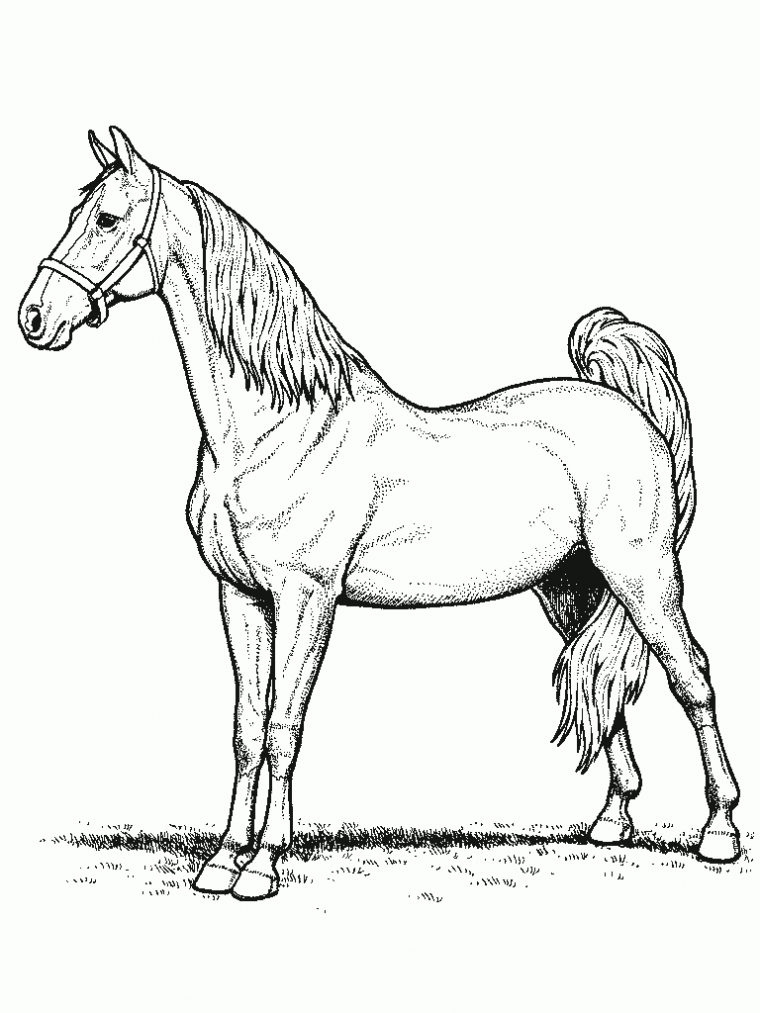 Dessin A Colorier Du Net – Coloriage Cheval serapportantà Des Dessin De Cheval