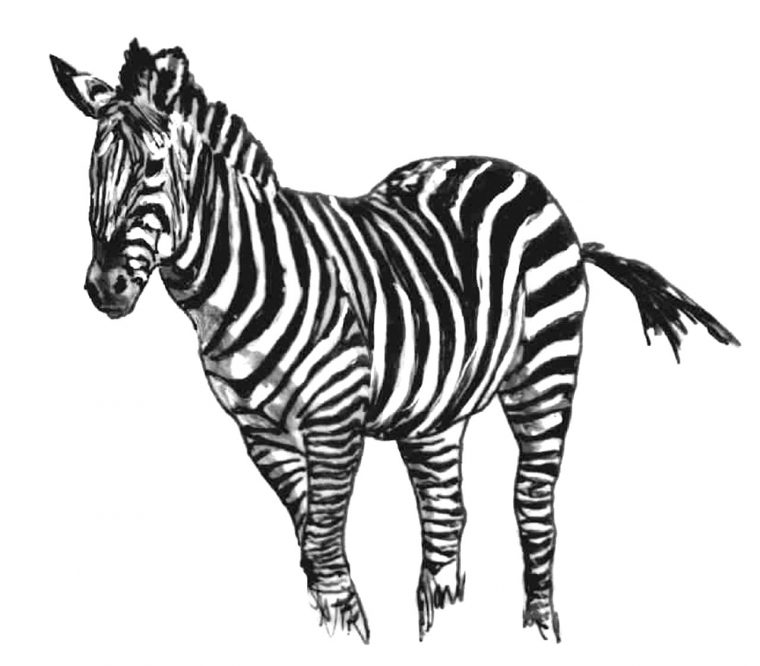 Dessin À Colorier D'Un Zebre serapportantà Dessin A Colorier