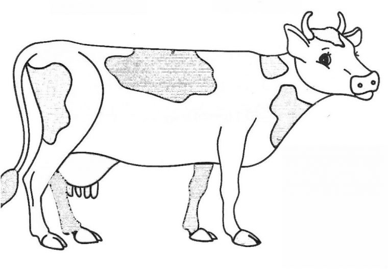 Dessin À Imprimer: Dessin A Imprimer Une Vache concernant Vache A Imprimer