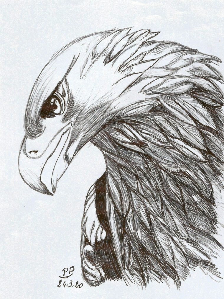 Dessin Aigle – Pencildrawing.fr pour Aigle Dessin