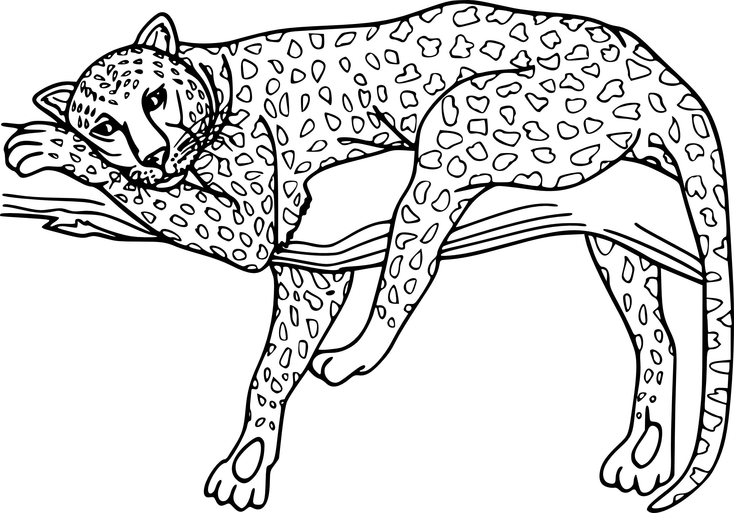 Dessin Animaux Tigre Superbe Photo Coloriage Guepard Et encequiconcerne Coloriage Tigre
