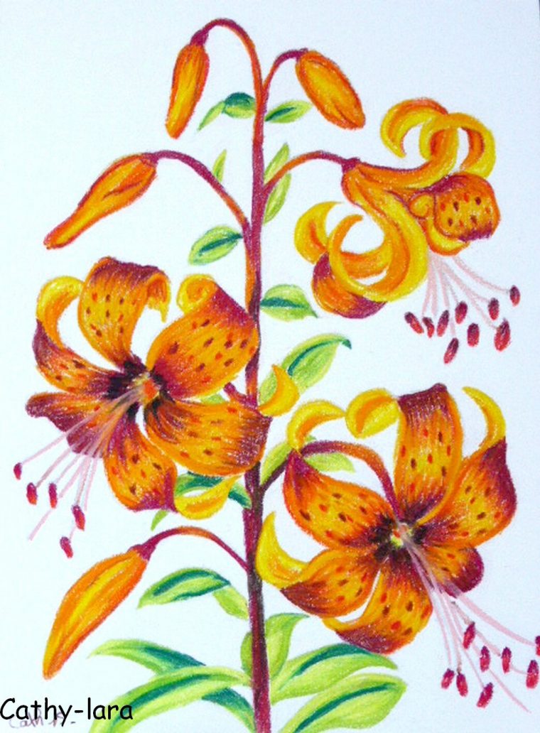 Dessin Aux Pastels Secs : Bouquet Fleurs De Lys – Cathy-Lara intérieur Dessin De Fleurs