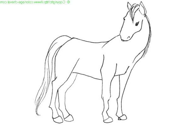 Dessin Cheval Facile En Noir Et Blanc En 2020  Dessin serapportantà Dessin Facile De Cheval 