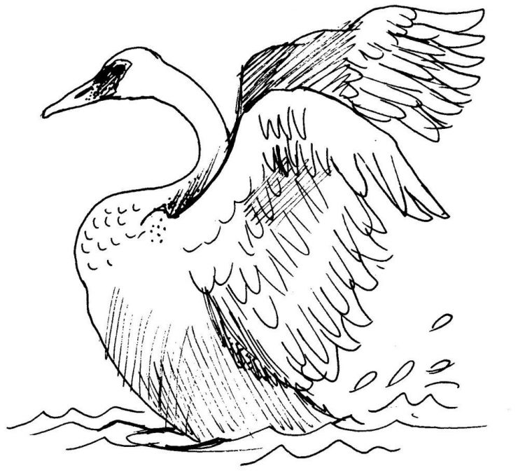 Dessin-Coloriage Animal : Cygne – Education Environnement destiné Dessin De Cygne