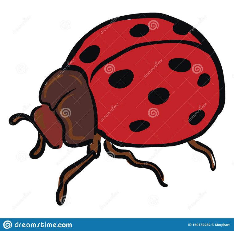 Dessin Couleur Coccinelle  Lady Bug Dessin – Dessin Et encequiconcerne Coccinelle Dessin Couleur