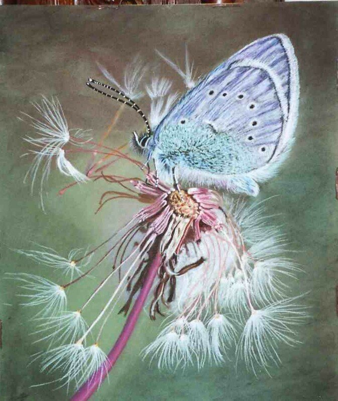 Dessin D&amp;#039;Alain Ce Papillon Argus Bleu Sur Une Fleur Est intérieur Coloriage De Papillon Sur Une Fleur 