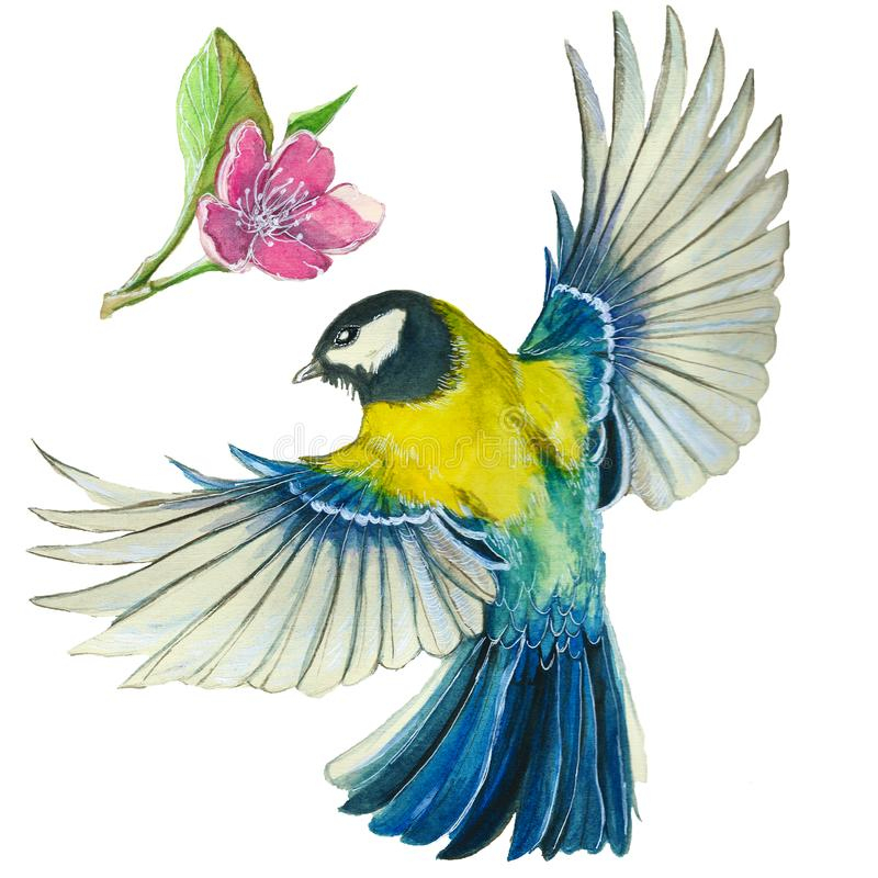 Dessin D'Aquarelle D'Un Oiseau Mésange En Vol Illustration intérieur Dessin Oiseau