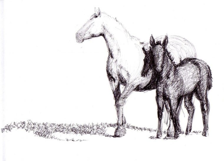 Dessin De Cheval concernant Tete De Cheval A Dessiner