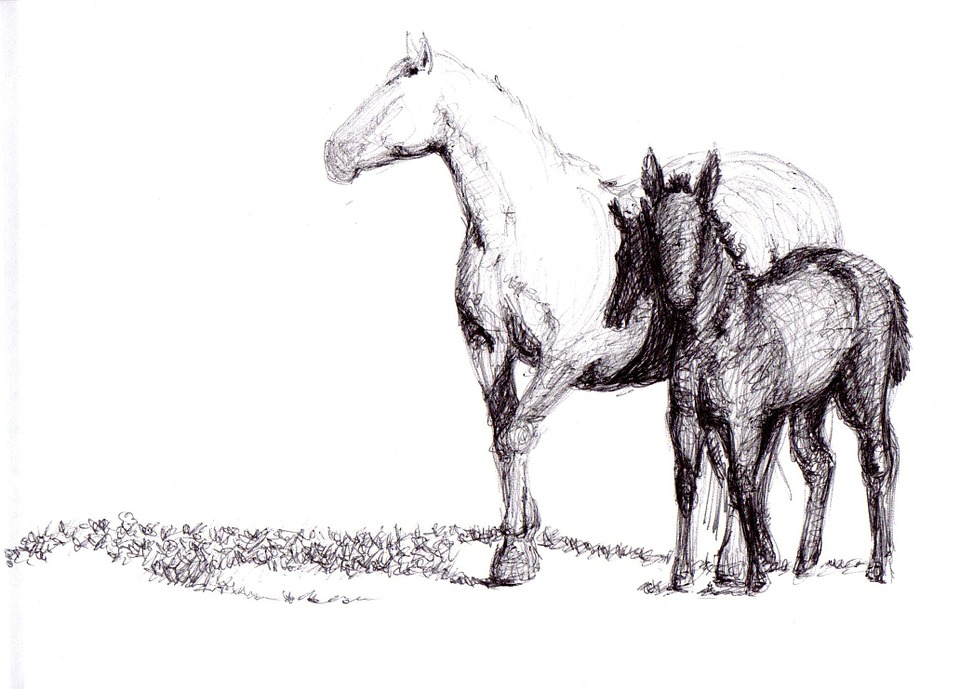 Dessin De Cheval concernant Tete De Cheval A Dessiner 