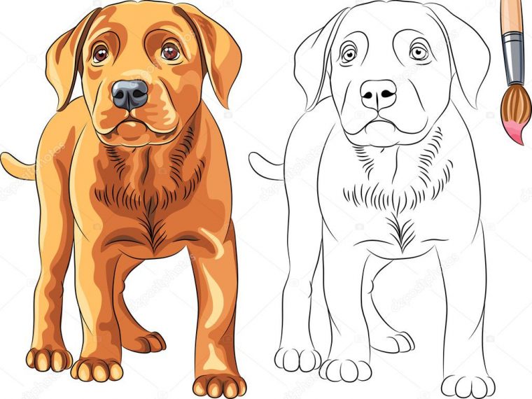 Dessin De Chien Labrador – Les Dessins Et Coloriage destiné Dessin Chiens