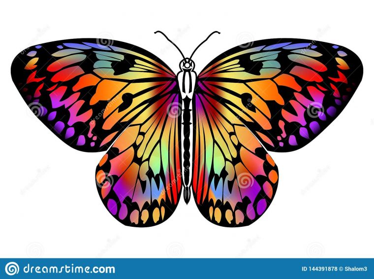 Dessin De Papillon Dans Des Couleurs Vives Dans Le Contour destiné Papillon Dessin