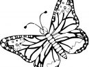 Dessin De Papillon Sur Ordinateur destiné Papillon À Colorier