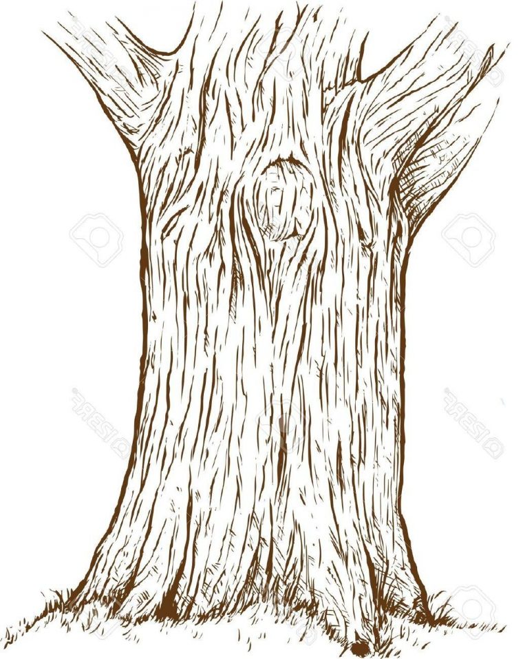 Dessin De Tronc D Arbre  Illustrations Cliparts Dessins pour Dessin D Arbre