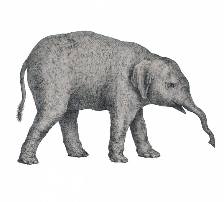 Dessin D'Éléphant, Croquis Photo Stock Libre – Public concernant Dessin D Elephant