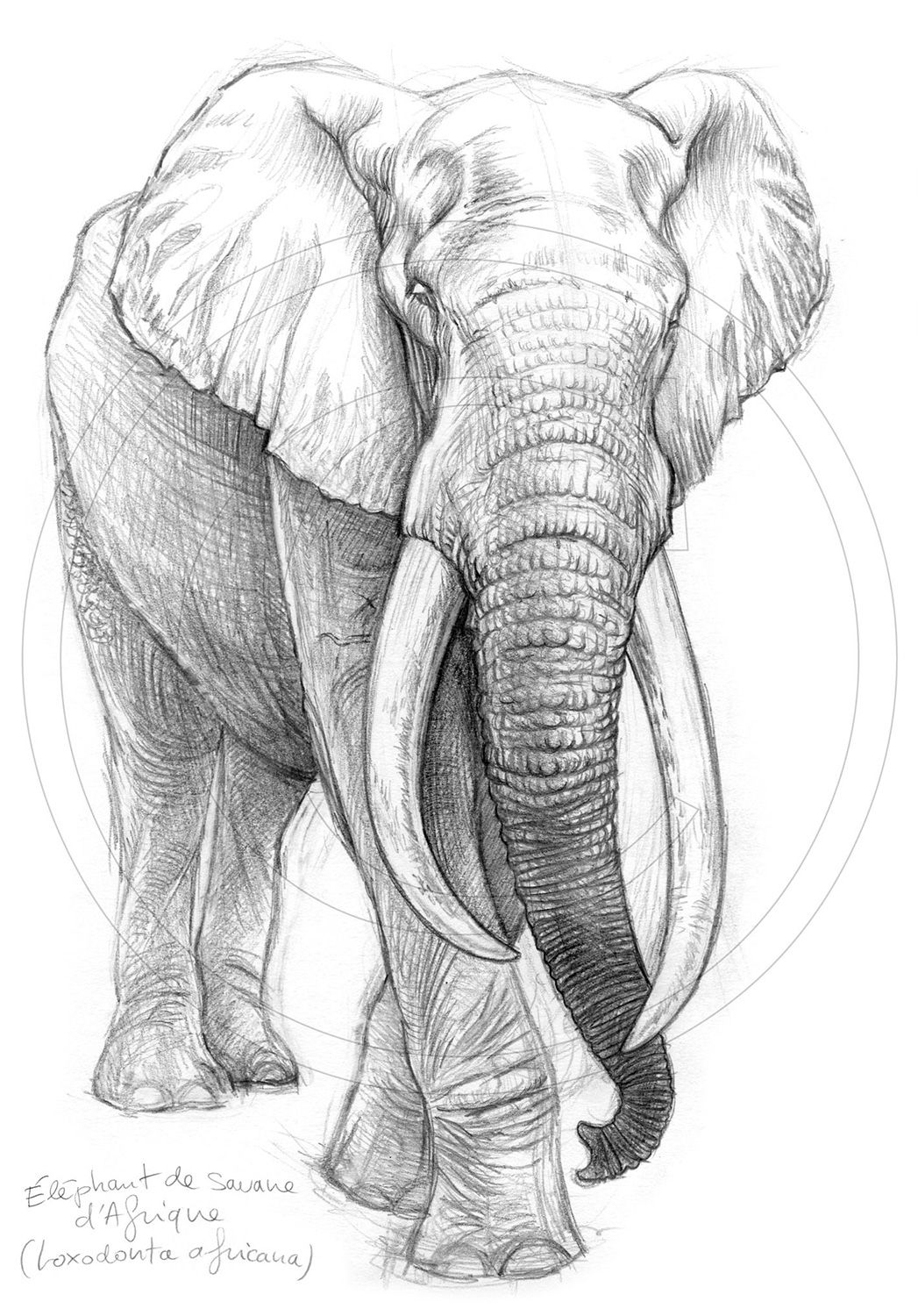 Dessin D'Éléphant En Couleur : Tableau Jumbo Aquarella encequiconcerne Dessin D Elephant