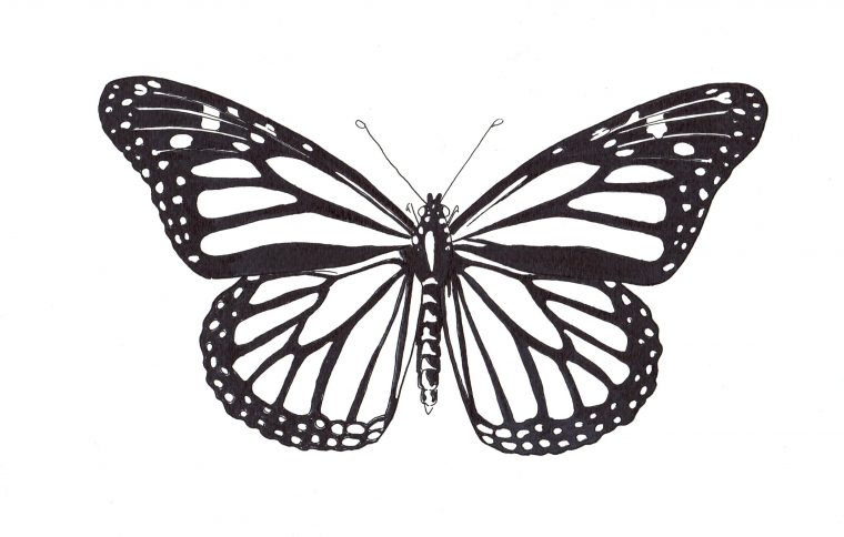 Dessin Disney: Dessin A Colorier De Papillon Monarque à Papillon Dessin A Colorier