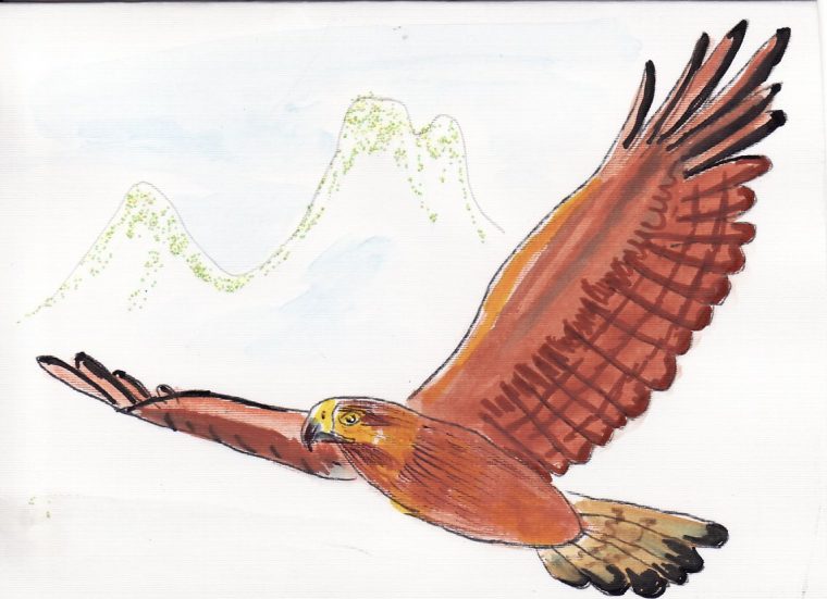 Dessin D'Oiseau avec Aigle Dessin