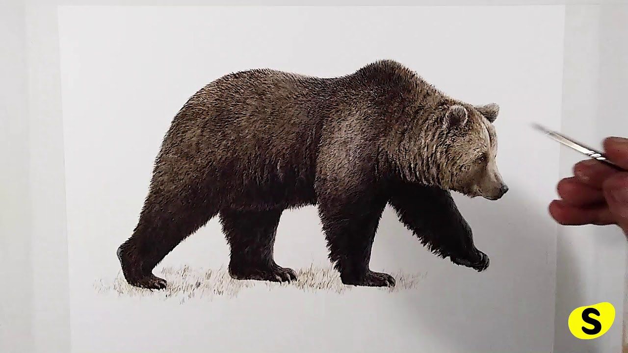 Dessin D&amp;#039;Un Ours En Time Lapse - tout Ours Dessin 