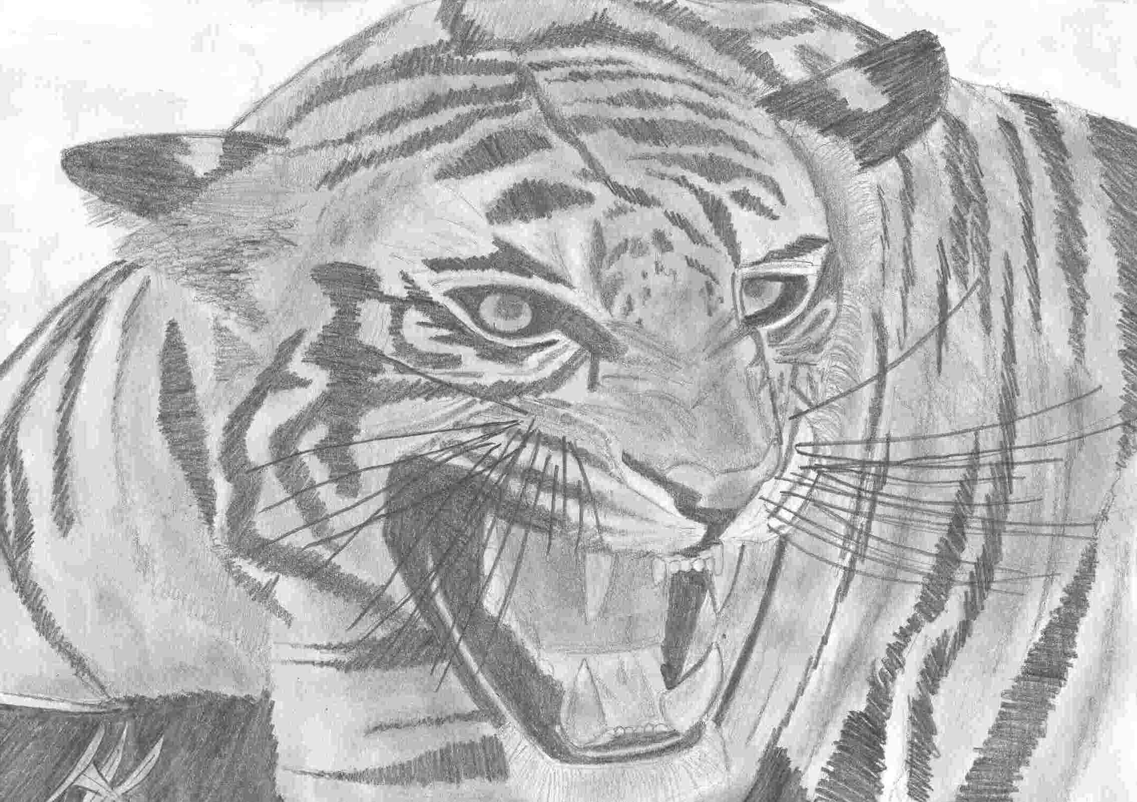 Dessin D'Un Tigre Rugissant dedans Comment Dessiner Un Bébé Tigre