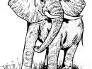Dessin Elephant - Education Environnement, Nature, Patrimoine serapportantà Dessin D Elephant
