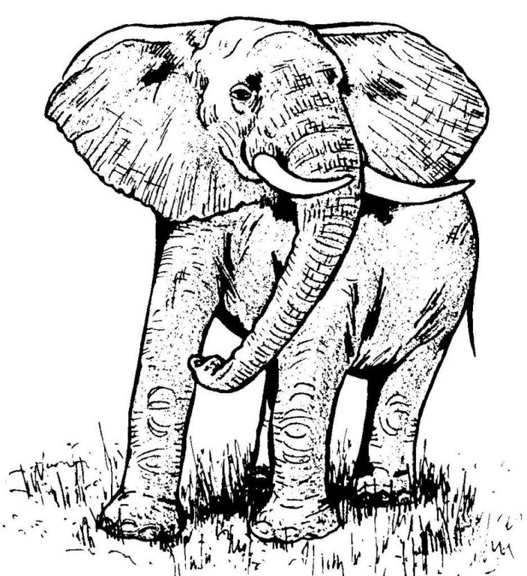 Dessin Elephant – Education Environnement, Nature, Patrimoine serapportantà Dessin D Elephant