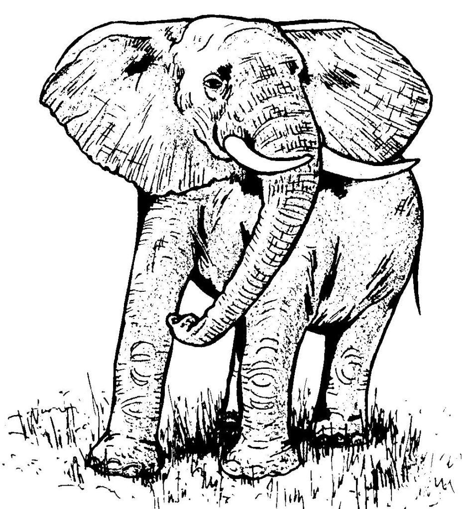 Dessin Elephant - Education Environnement, Nature, Patrimoine serapportantà Dessin D Elephant 