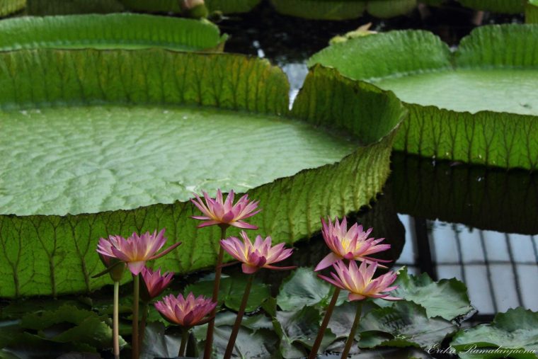 Dessin Feuille Nénuphar  Feuille De Lotus Plante à Nenuphar Dessin