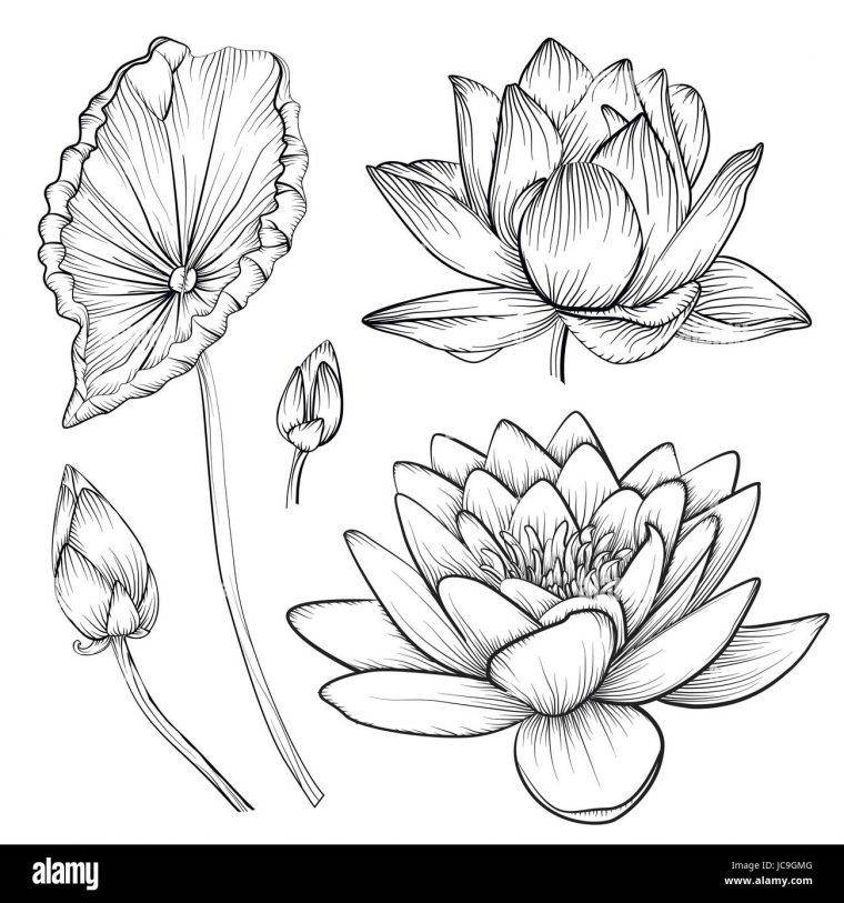 Dessin Feuille Nénuphar  Feuille De Lotus Plante intérieur Nénuphar Dessin