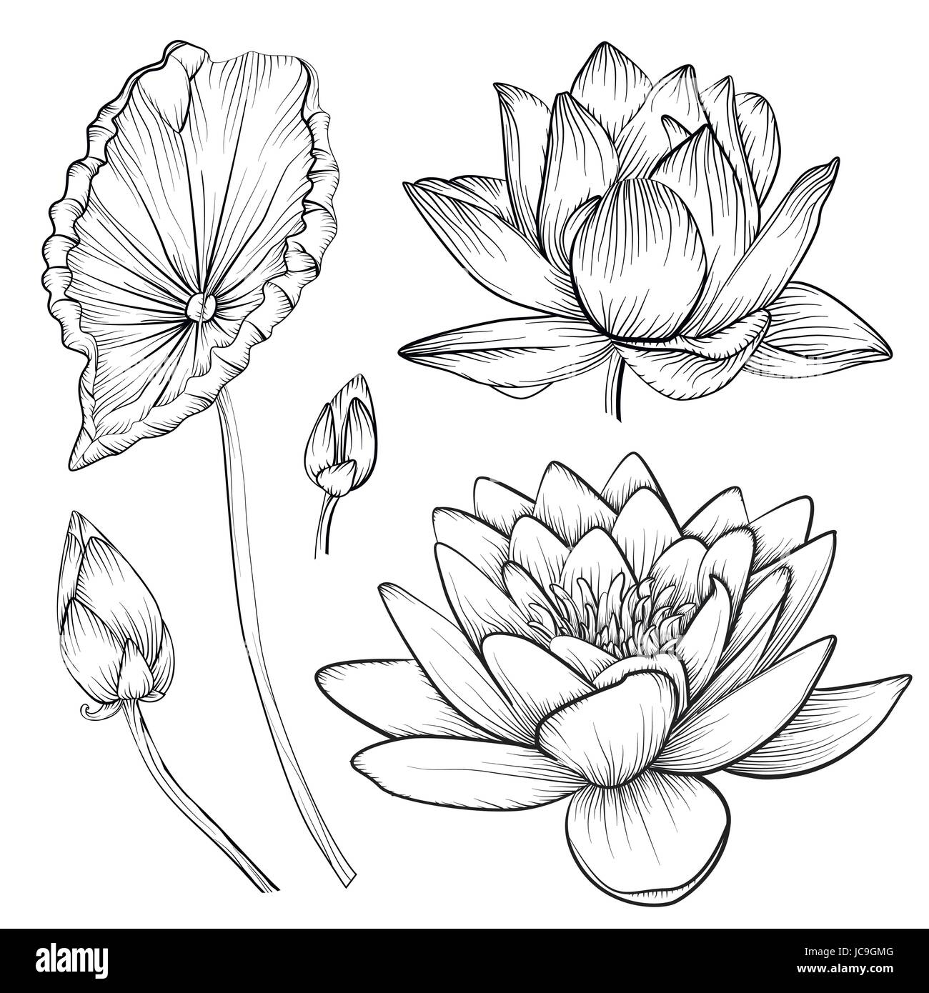 Dessin Feuille Nénuphar  Feuille De Lotus Plante intérieur Nénuphar Dessin 