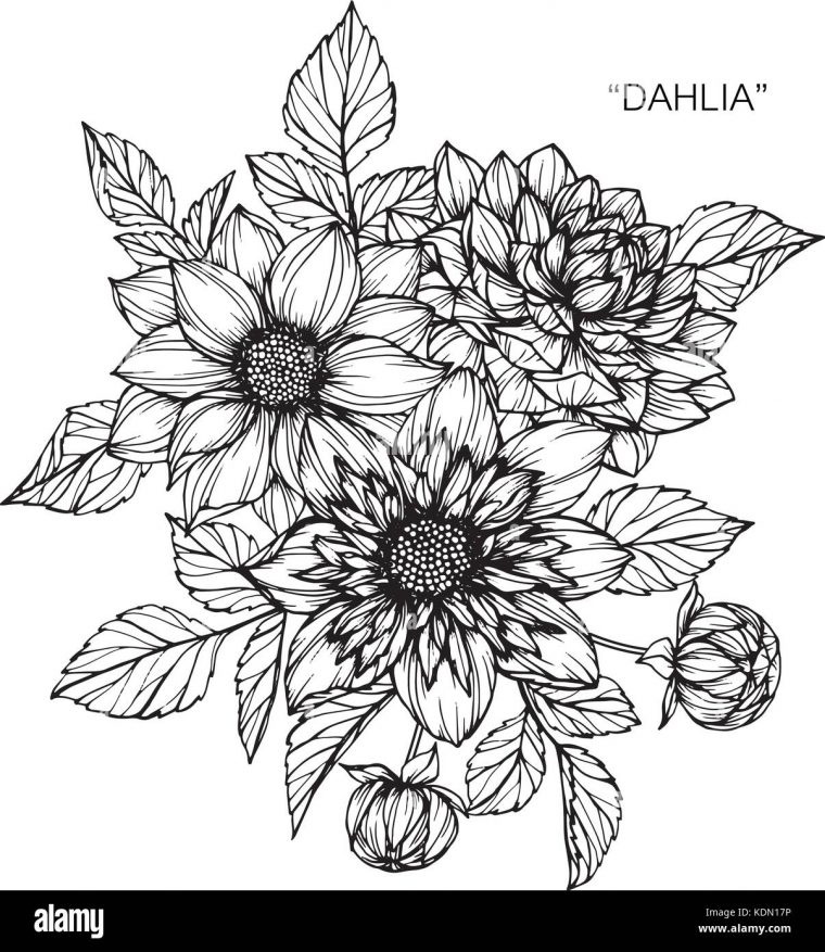 Dessin Fleur Dahlia Illustration. Noir Et Blanc Avec Des encequiconcerne Dessin Fleur Noir Et Blanc