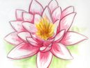 Dessin Fleur De Lotus à Nenuphar Dessin