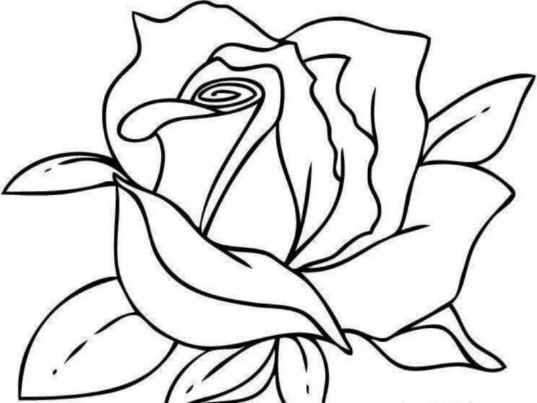 Dessin Fleur Rose Élégant Photographie Coloriage Fleur concernant Dessin De Rose A Imprimer