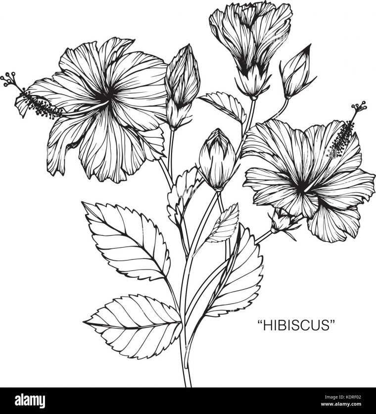 Dessin Fleur Tropicale Noir Et Blanc intérieur Dessin Fleur Noir Et Blanc