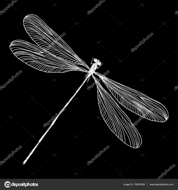 Dessin Insecte Libellule — Image Vectorielle Goldenshrimp tout Libellule Dessin