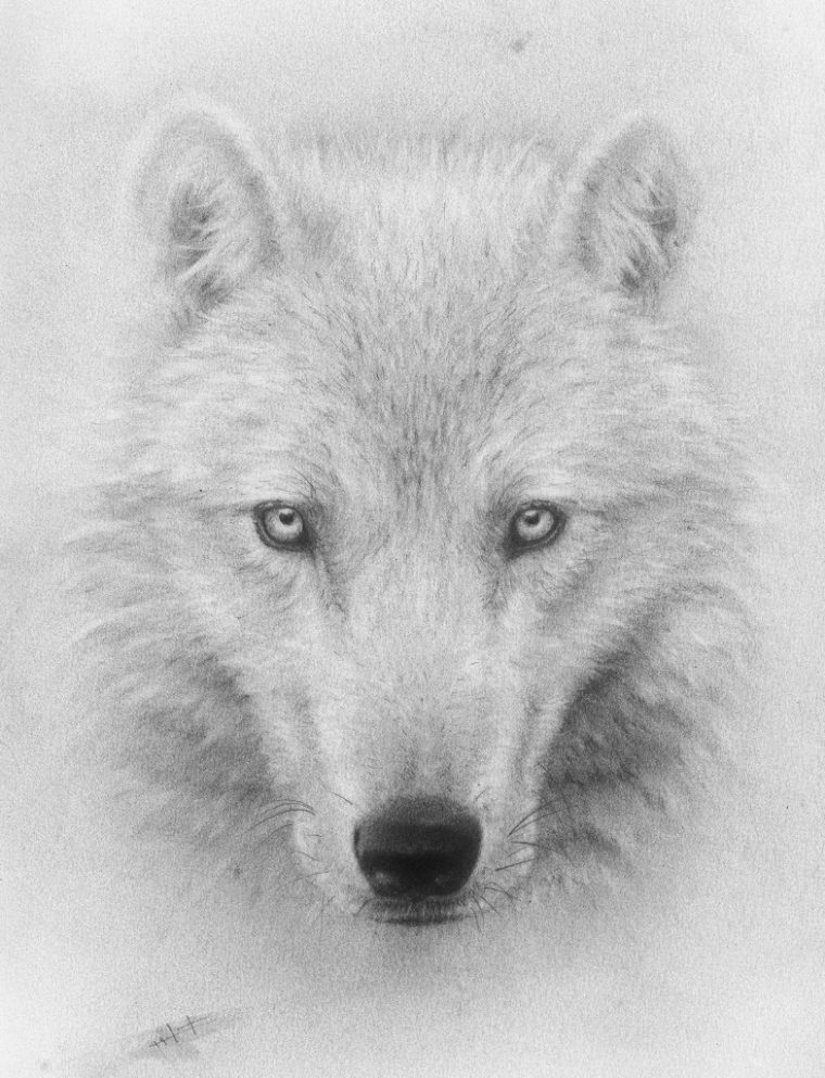 Dessin Le Loup encequiconcerne Loup Dessin