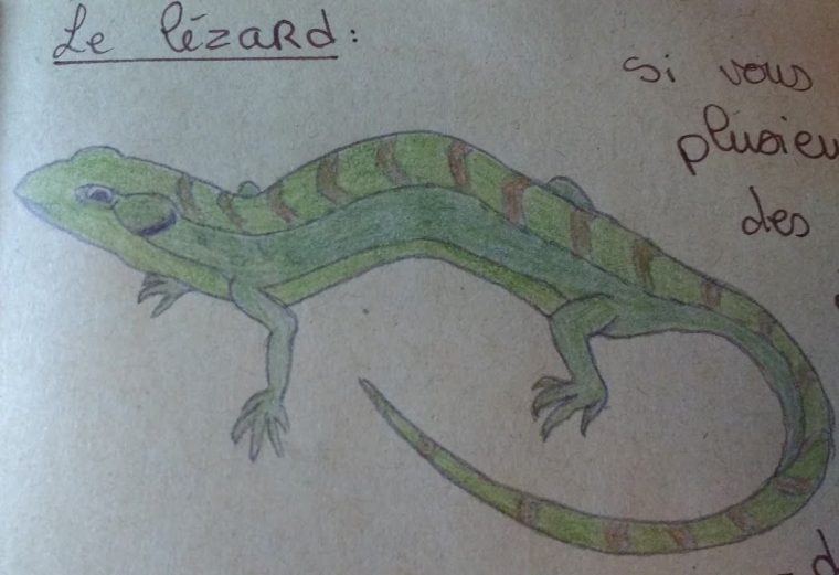 Dessin Lézard  Dessin Lezard, Dessin, Lezard pour Dessin De Lezard