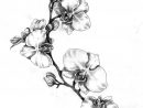 Dessin Orchidée Uage : Pin On Sablony Caligraphy intérieur Orchidée Dessin