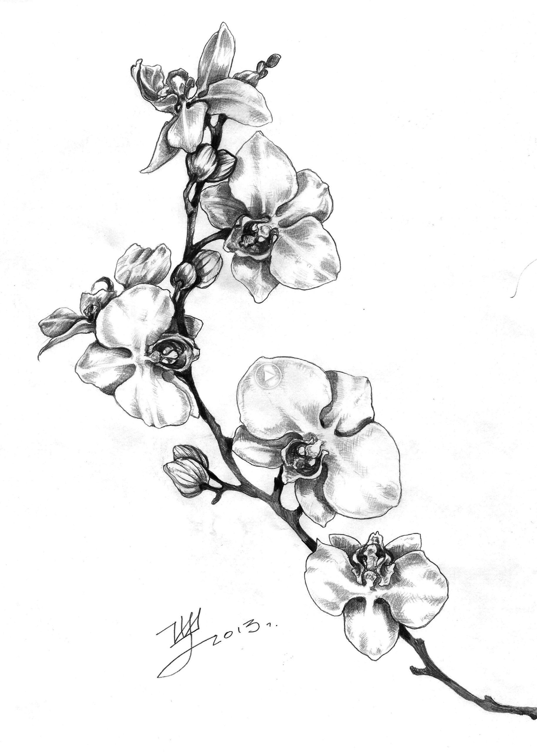 Dessin Orchidée Uage : Pin On Sablony Caligraphy intérieur Orchidée Dessin 